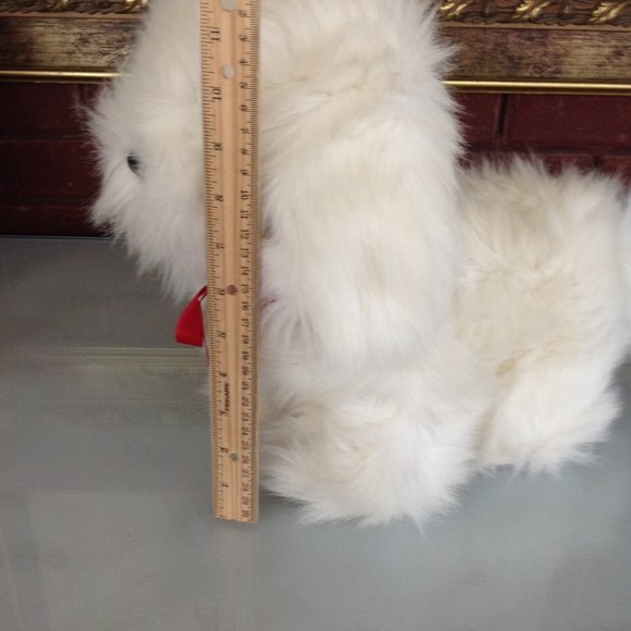 Adorable White Shaggy Dog - Picture 5 of 6